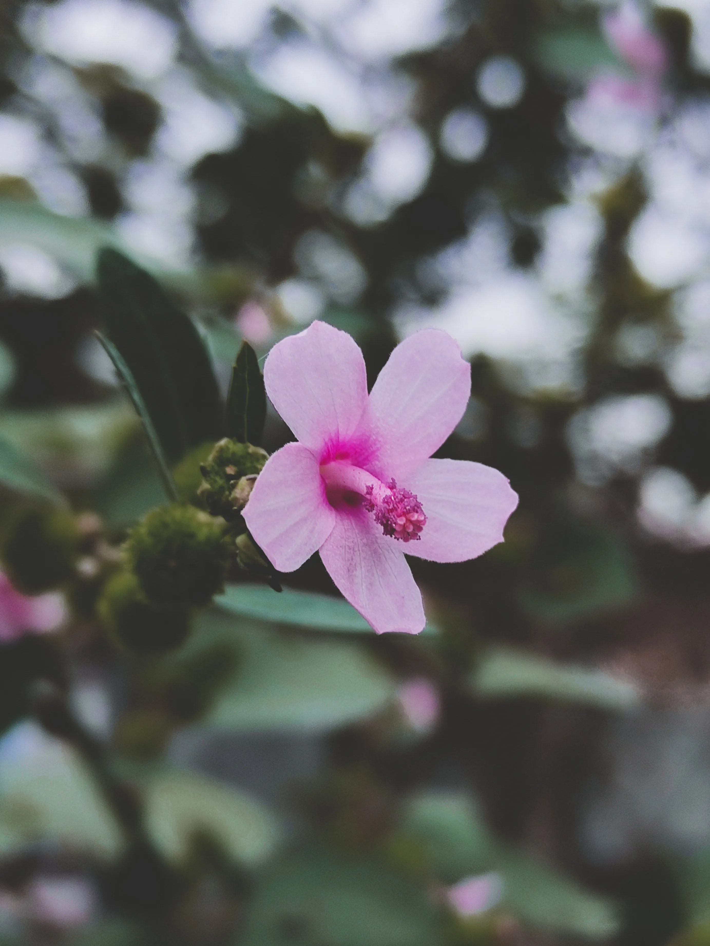 Weed%20hibiscus.jpg