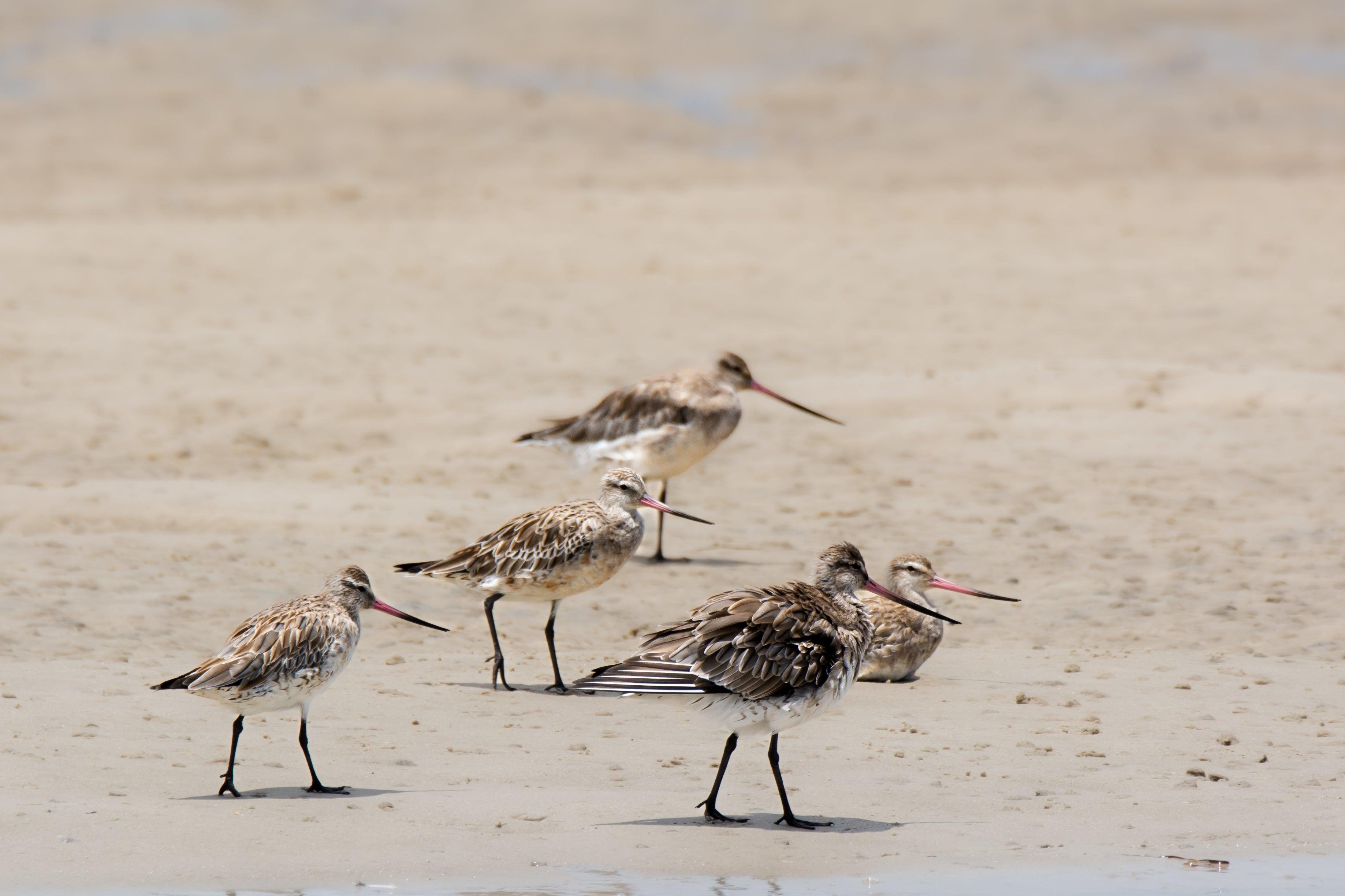 bar-tailed godwits