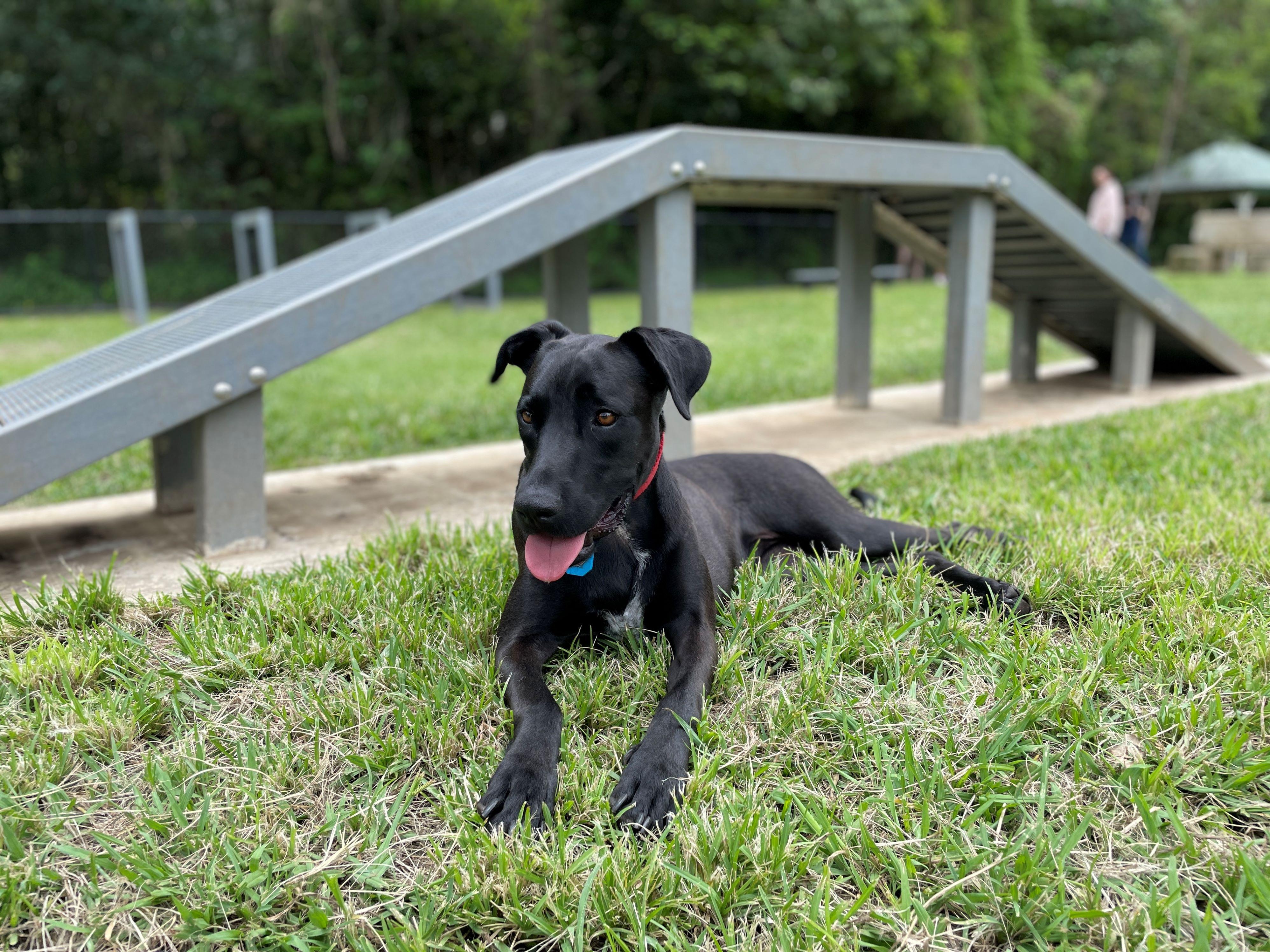 dog at dog exercise area park, Palmwoods