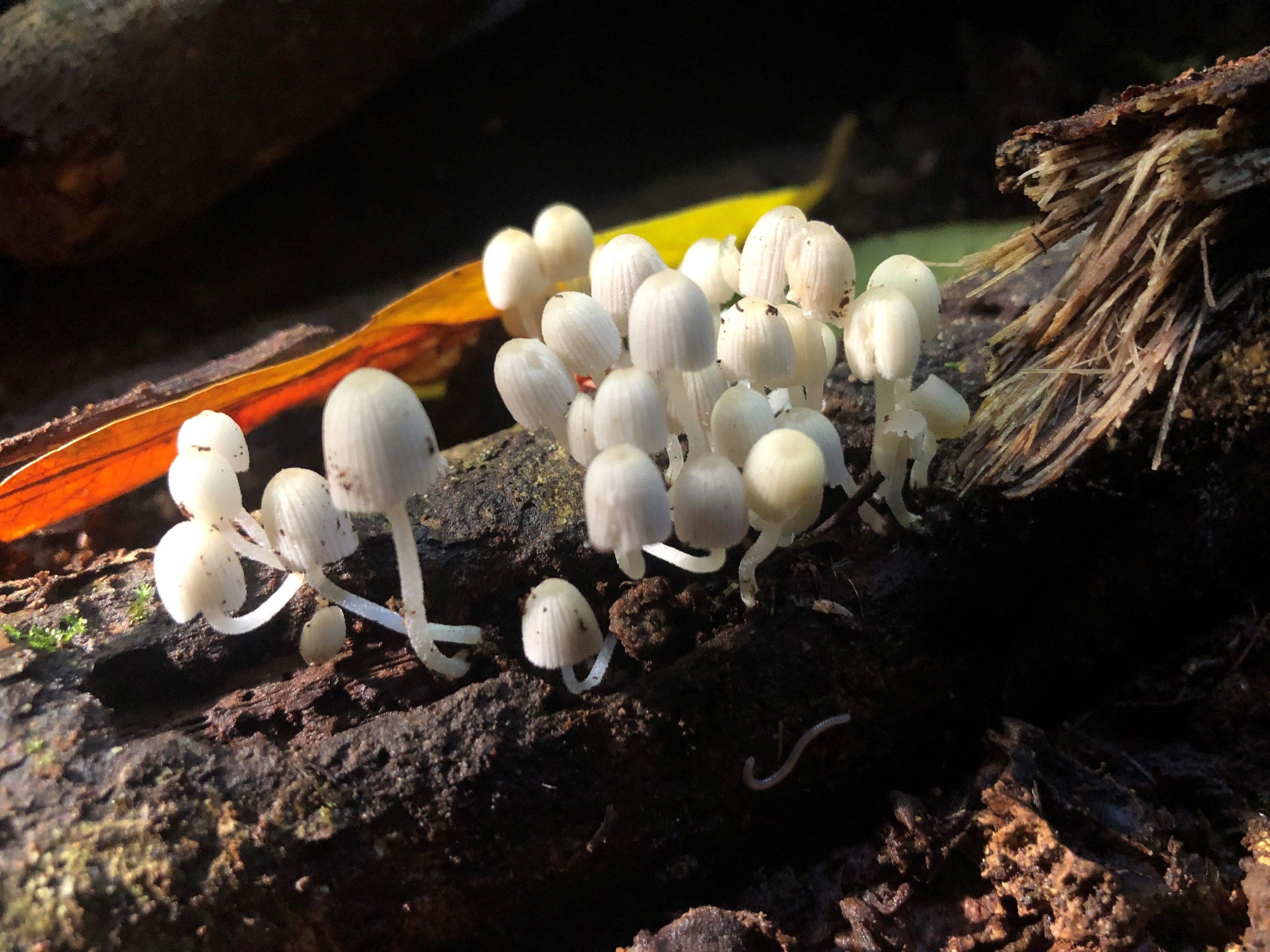 Coprinellus disseminatus