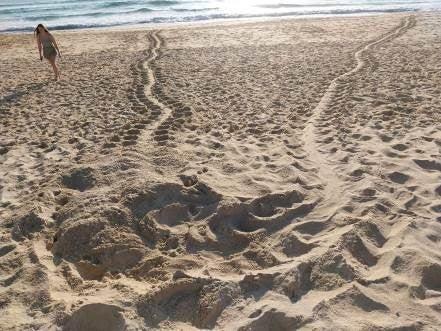 An attempt by Mib’ir’s to nest at Warana – while this attempt was unsuccessful, she had a fairly consistent nesting schedule laying every two weeks.