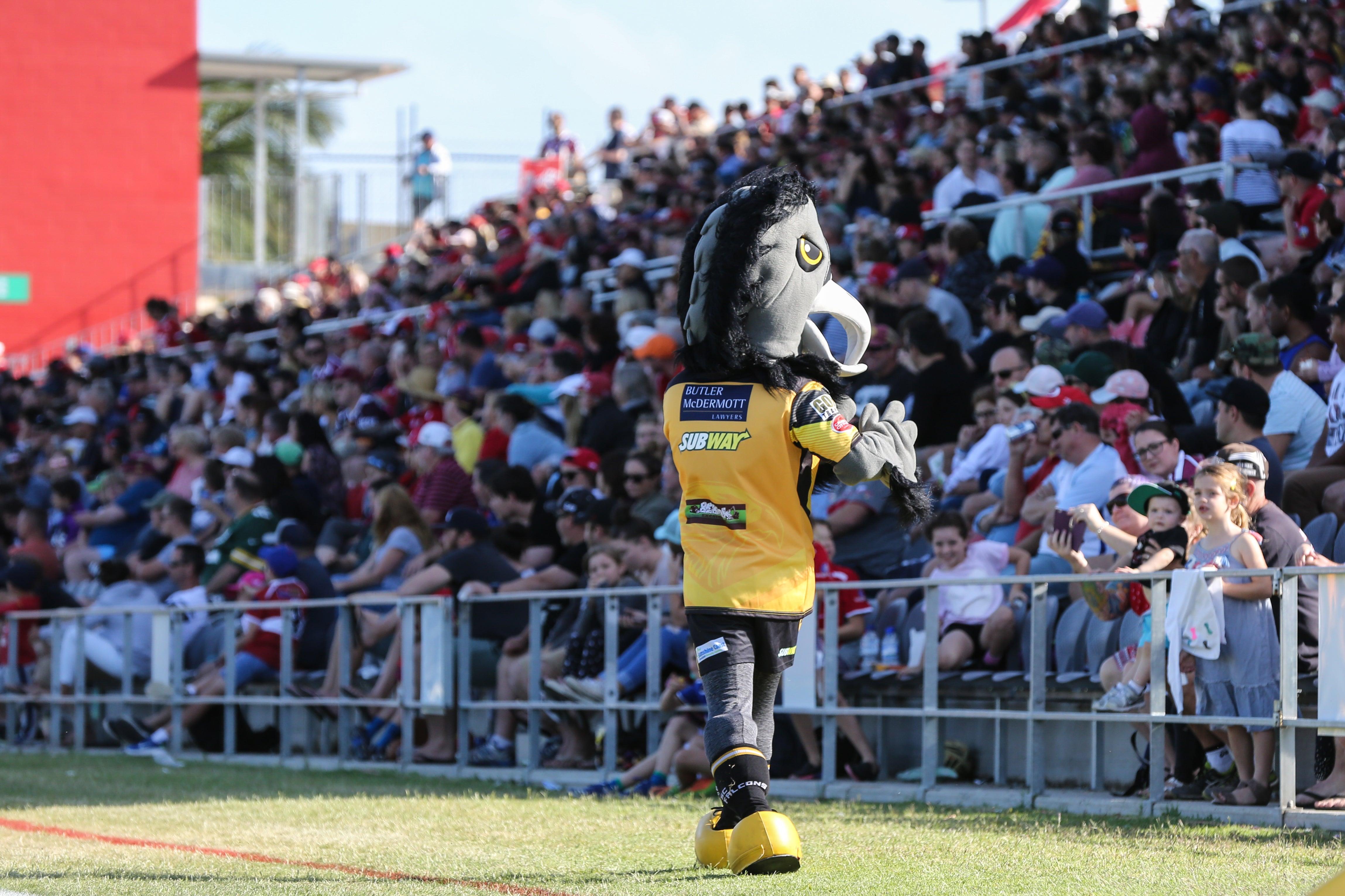 Sunshine Coast Falcons mascot in yellow walking in front of crowds watching football.