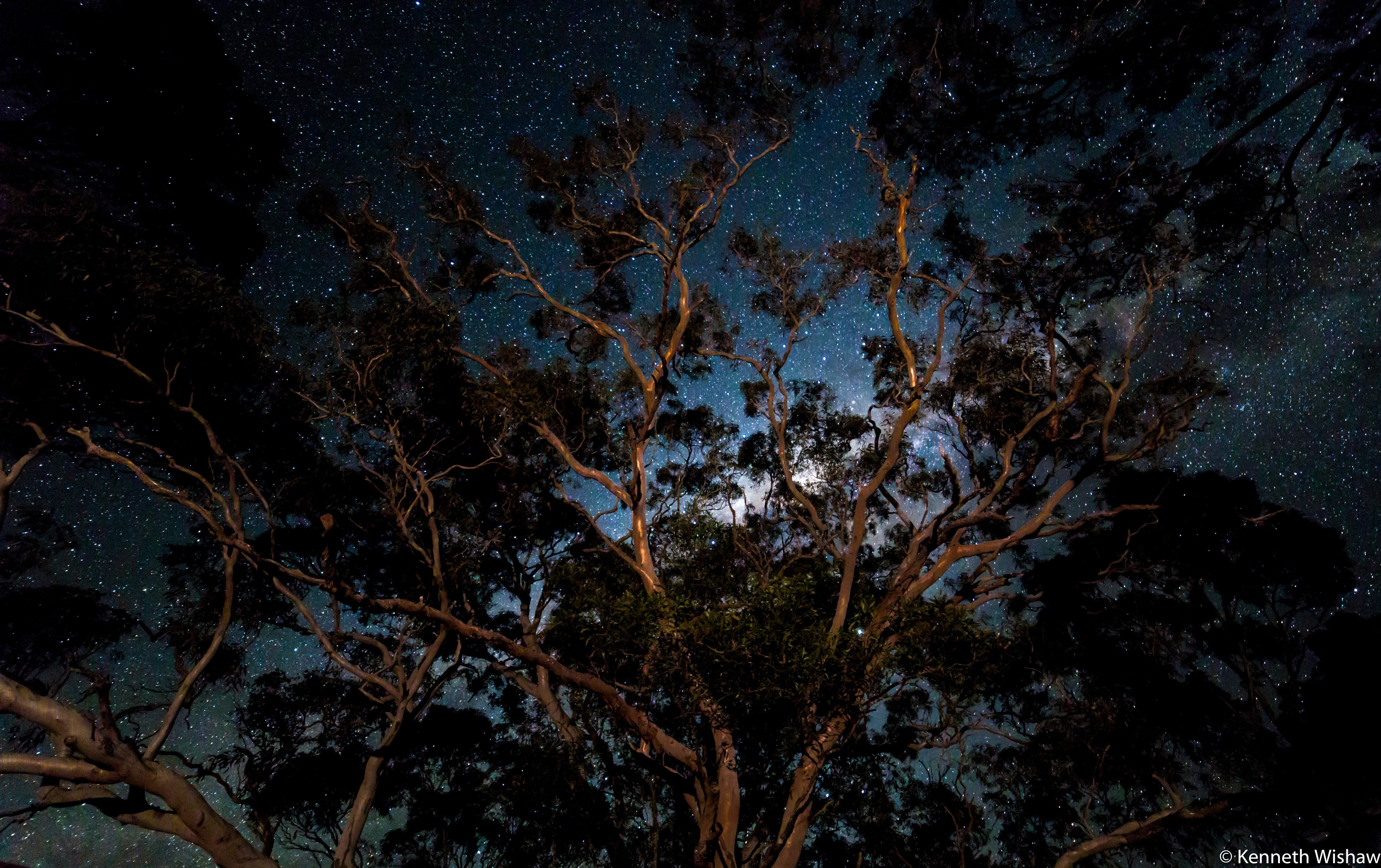 Gum tree and milky way
Photo credit: Dr Ken Wishaw and Dr Paul Baker, Brisbane Astronomical Society