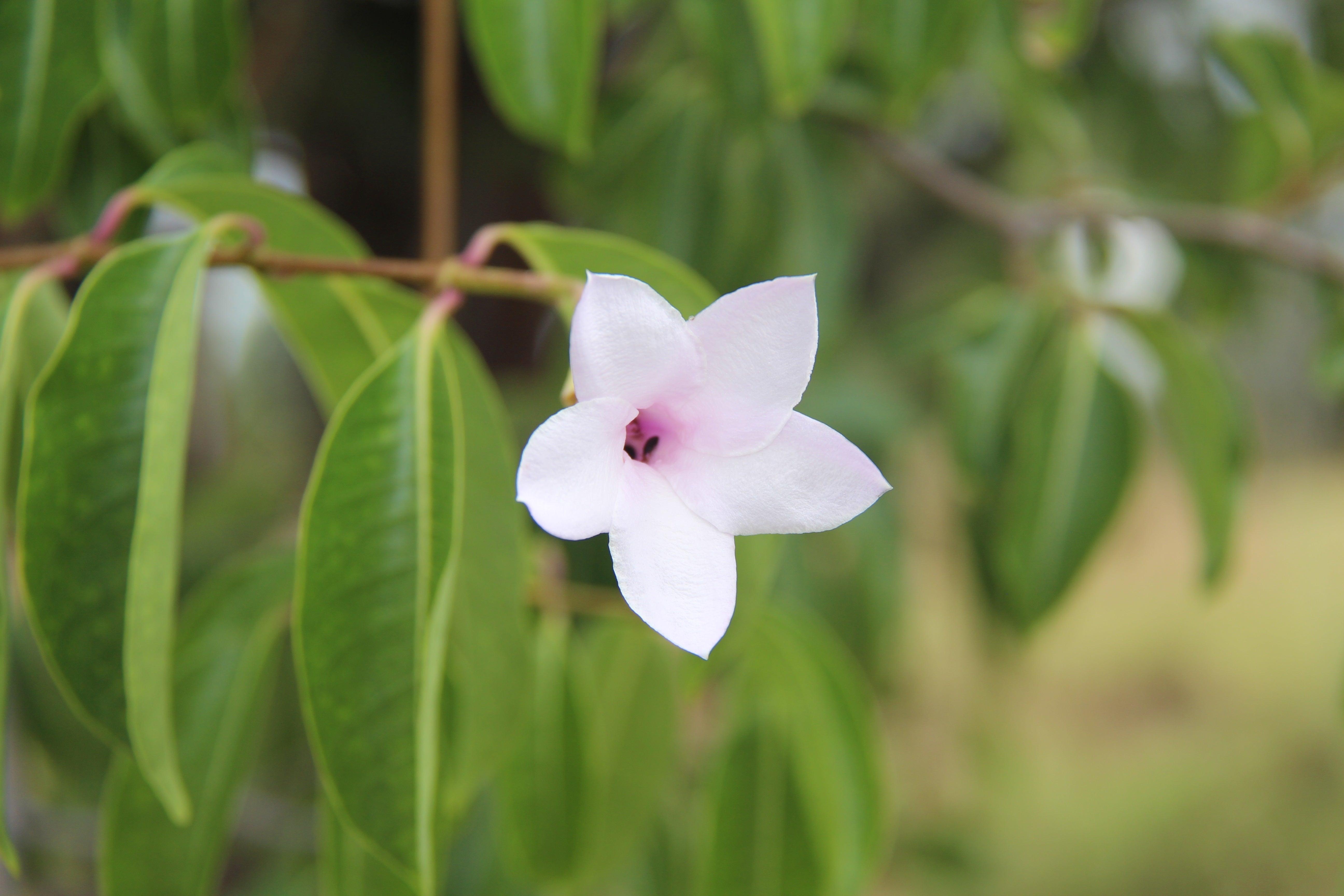 Rubber vine flower