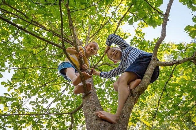 Two kids exploring the branches of a tree