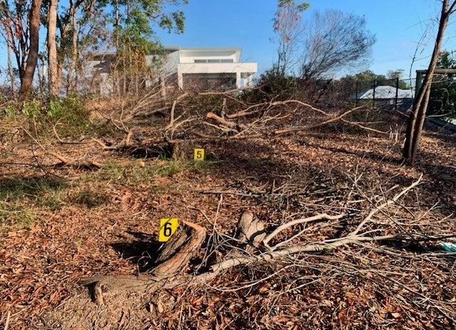 Trees have been poisoned at Peregian Springs in a vital wildlife corridor for koalas and other wildlife