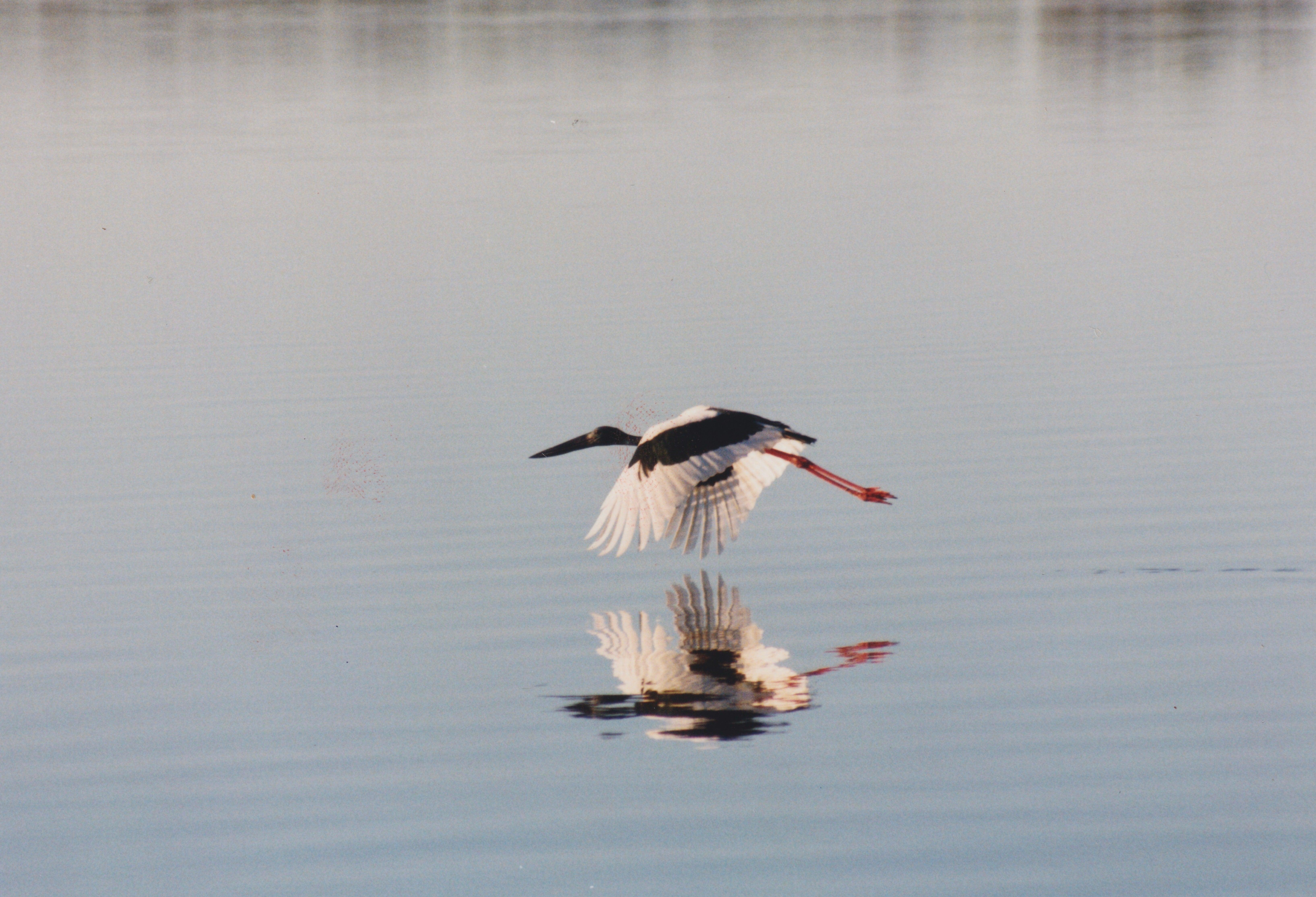Jabiru on Lake Weyba. Photo courtesy of Jane Powell.