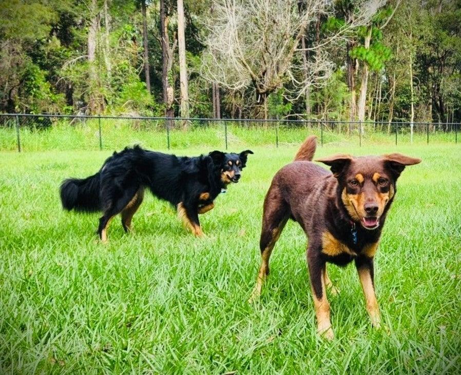 Two Kelpie cross dogs are in a green park.